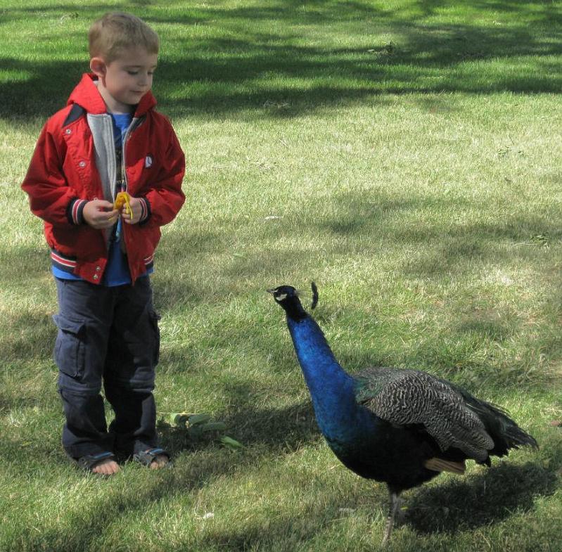 peacock 1.jpg